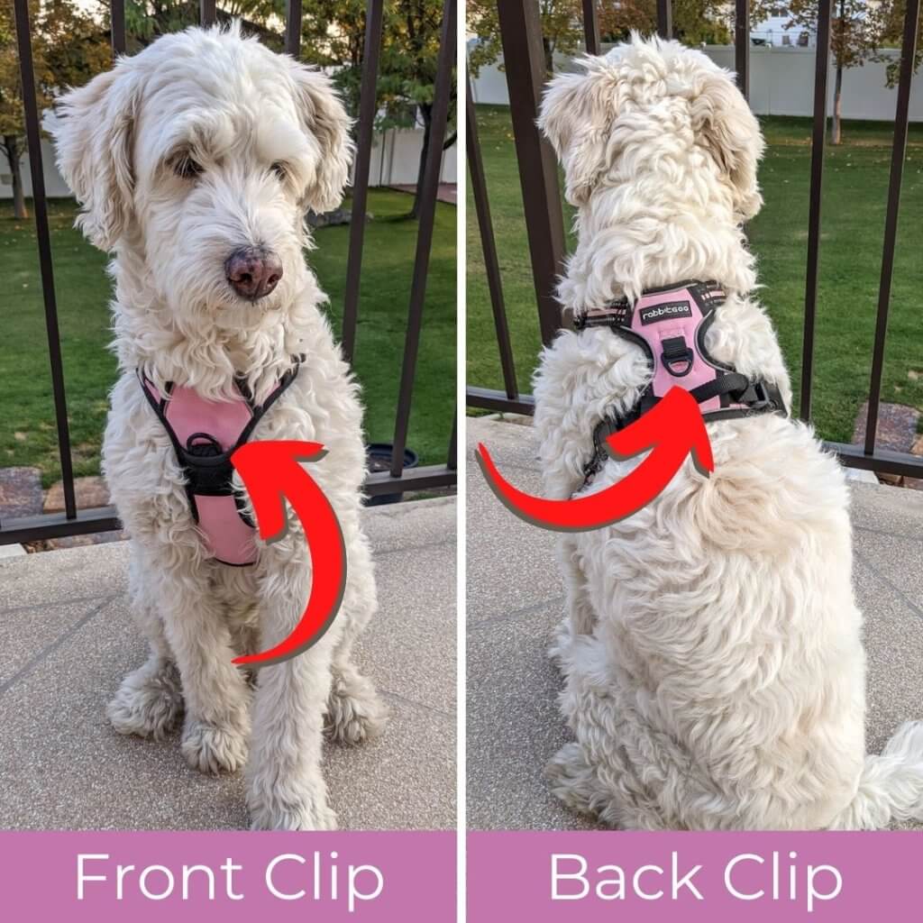 Dual Clip best harness for goldendoodle