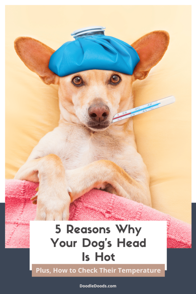 Reasons Why Your Dog's Head Is Hot