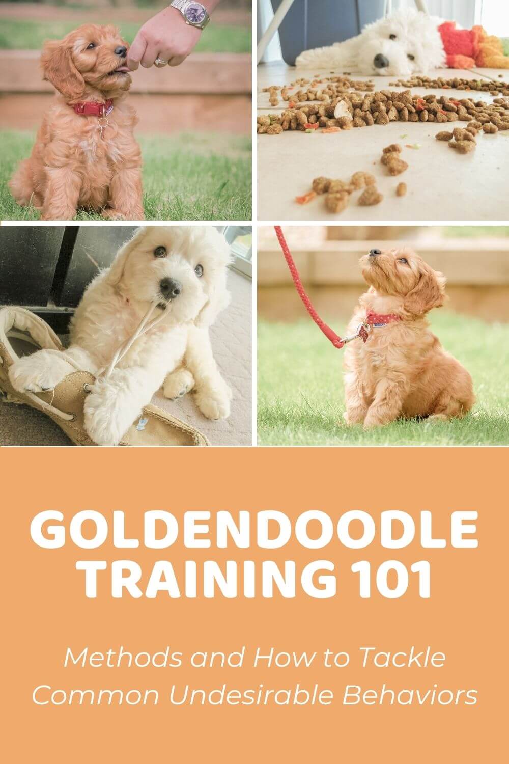 how hard are golden doodles to train