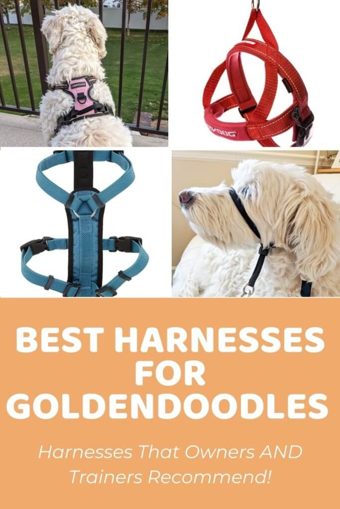 The Best Harness For Goldendoodle That Owners and Trainers Recommend