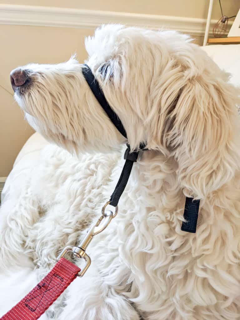 best harness for goldendoodle - headcollar