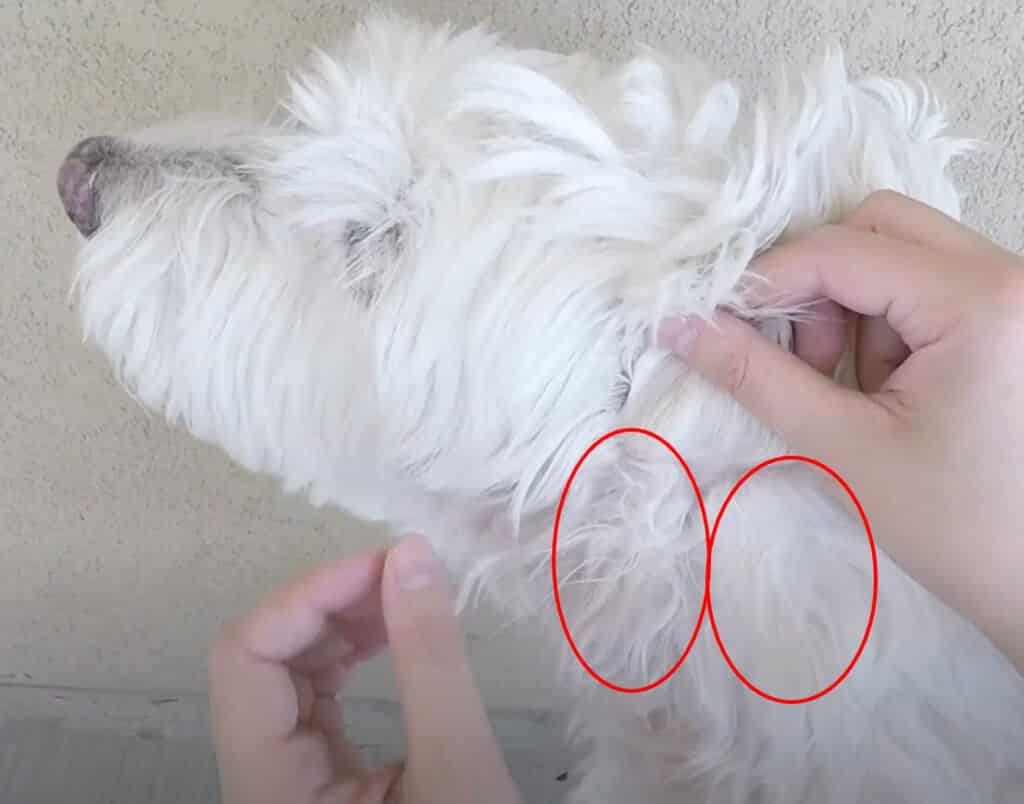 matted dog hair under ears - reasons for dog detangler sprays