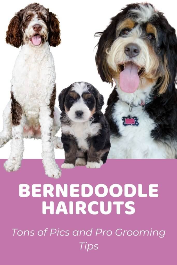 Bernedoodle Haircuts_ Tons of Pics and Pro Grooming Tips