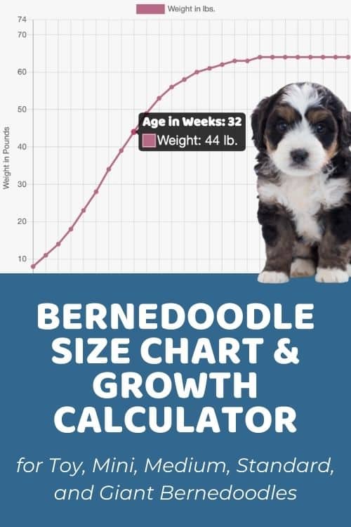 Bernedoodle Size Chart 24,000+ Weight Data Points on Toy, Mini, Medium, Standard, and Giant Bernedoodles Bernedoodle Size Chart 24,000+ Weight Data Points on Toy, Mini, Medium, Standard, and Giant Bernedoodles
