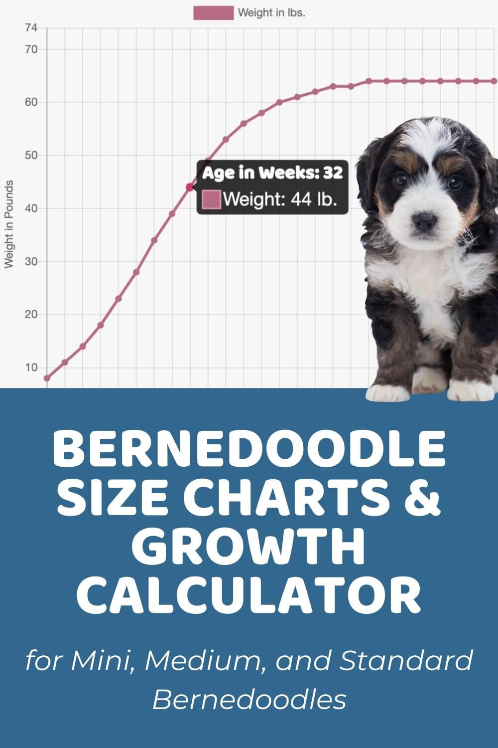 Bernedoodles Size Charts (Tiny/Toy, Miniature & Standard Bernedoodles)