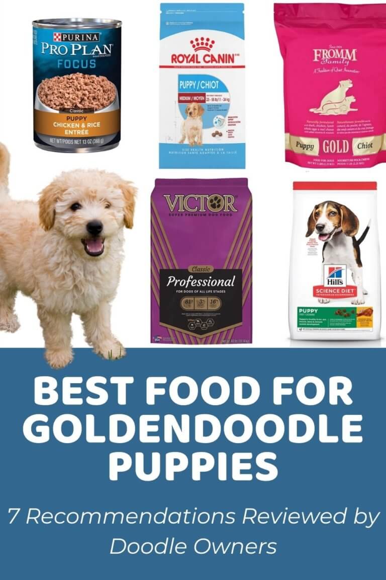 Best Goldendoodle Puppy Food Reviews and