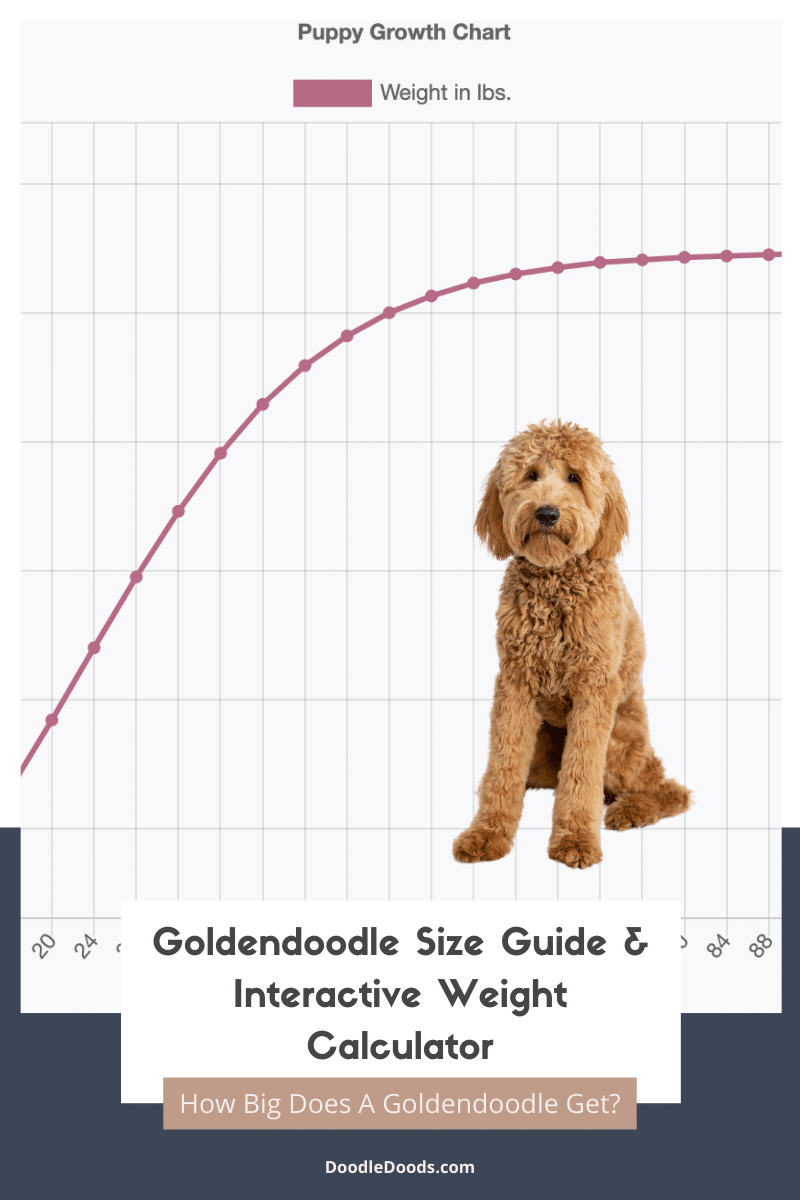 Goldendoodle Size Chart & Growth Calculator