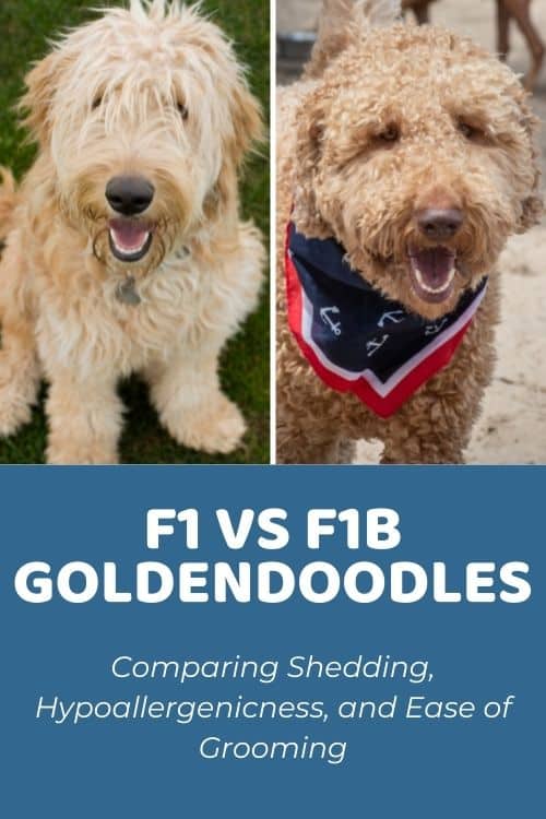 F1 vs F1B Goldendoodle Comparing Shedding, Hypoallergenicness, and Ease of Grooming