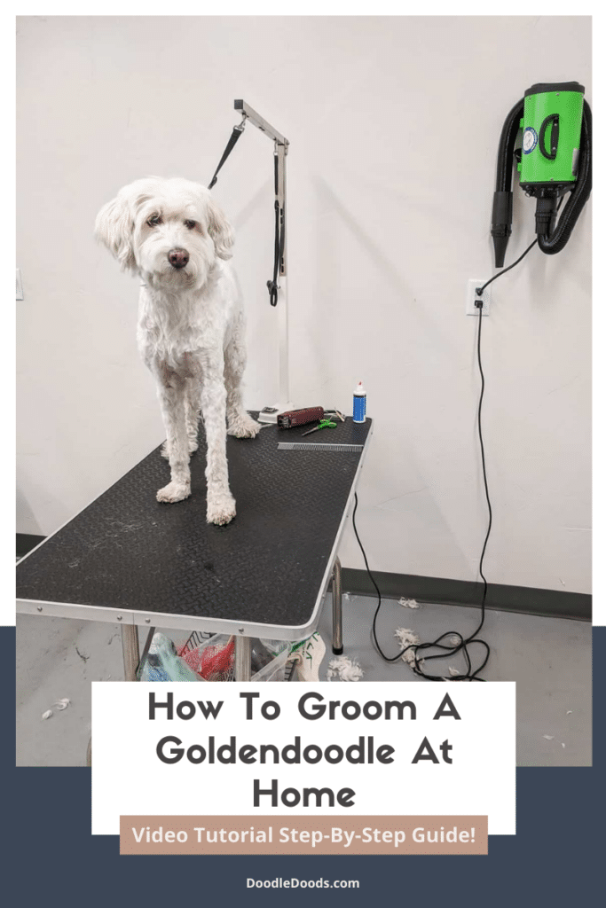How To Groom A Goldendoodle At Home