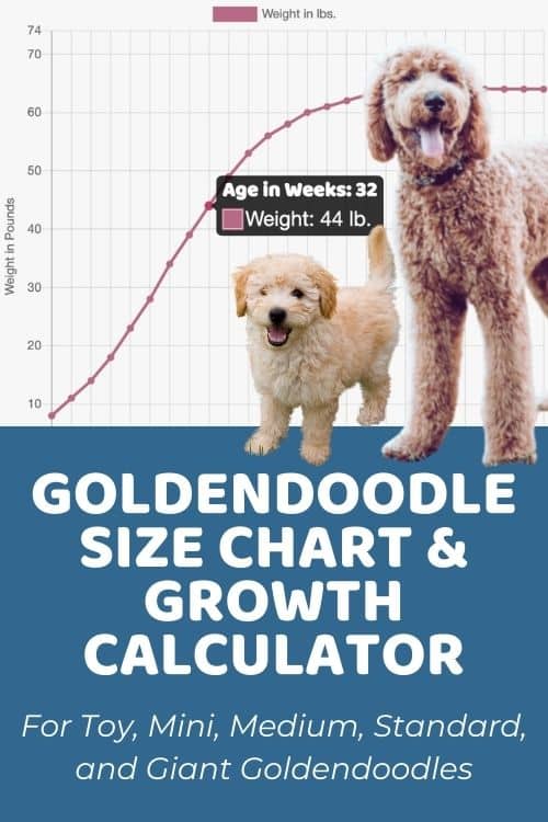 Goldendoodle Size Chart For Toy, Mini, Medium, Standard, and Giant Goldendoodles