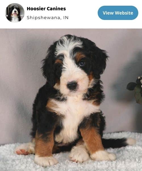 Hoosier Canines Bernedoodles Photo Feature