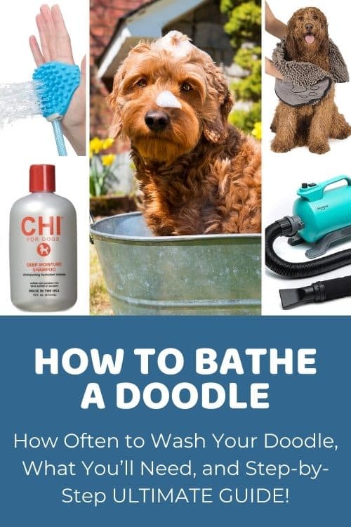 How to Bathe a Doodle Step-by-Step Ultimate Guide + Things You'll Need
