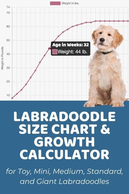 Labradoodle Size Chart 24,000+ Weight Data Points on Toy, Mini, Medium, Standard, and Giant Labradoodles