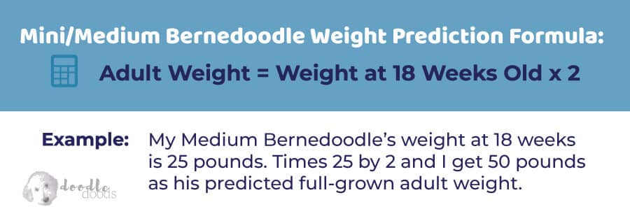 Mini Bernedoodle Size and Weight Formula