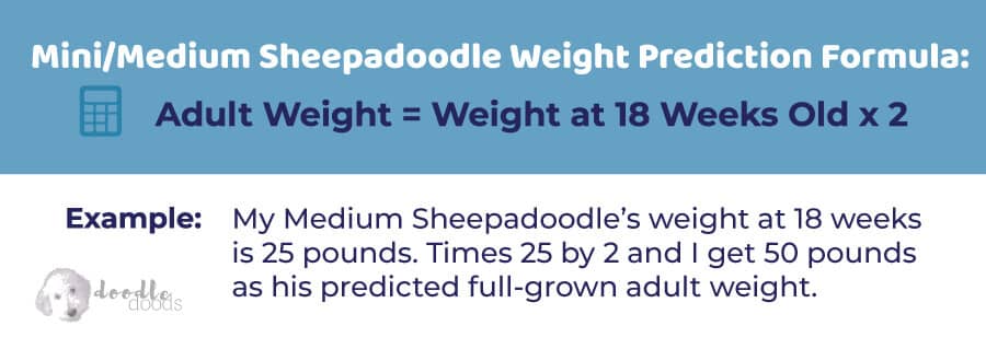 Mini Medium Sheepadoodle Size Formula