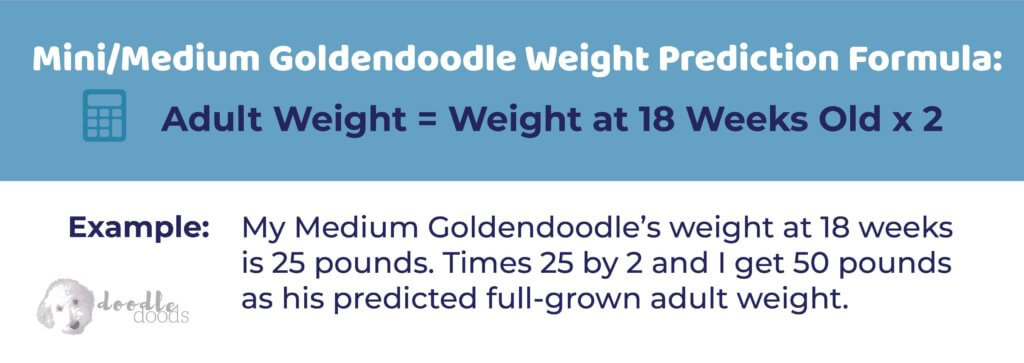 Mini-Medium Goldendoodle Weight formula - Goldendoodle Size Chart