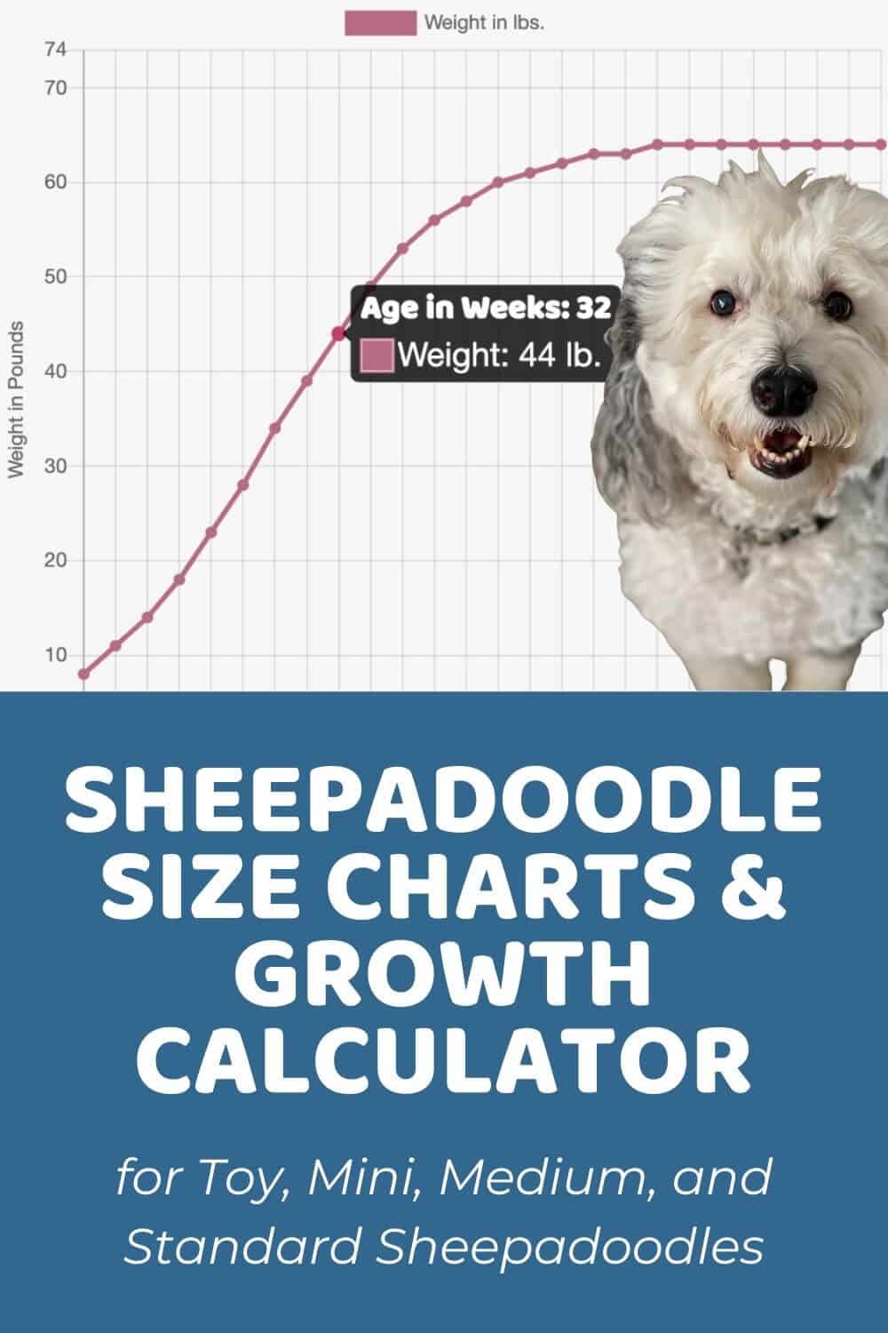 Sheepadoodle Size Chart for Toy, Mini, Medium, and Standard Sheepadoodles
