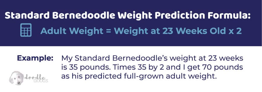 Standard Bernedoodle Size and Weight Formula