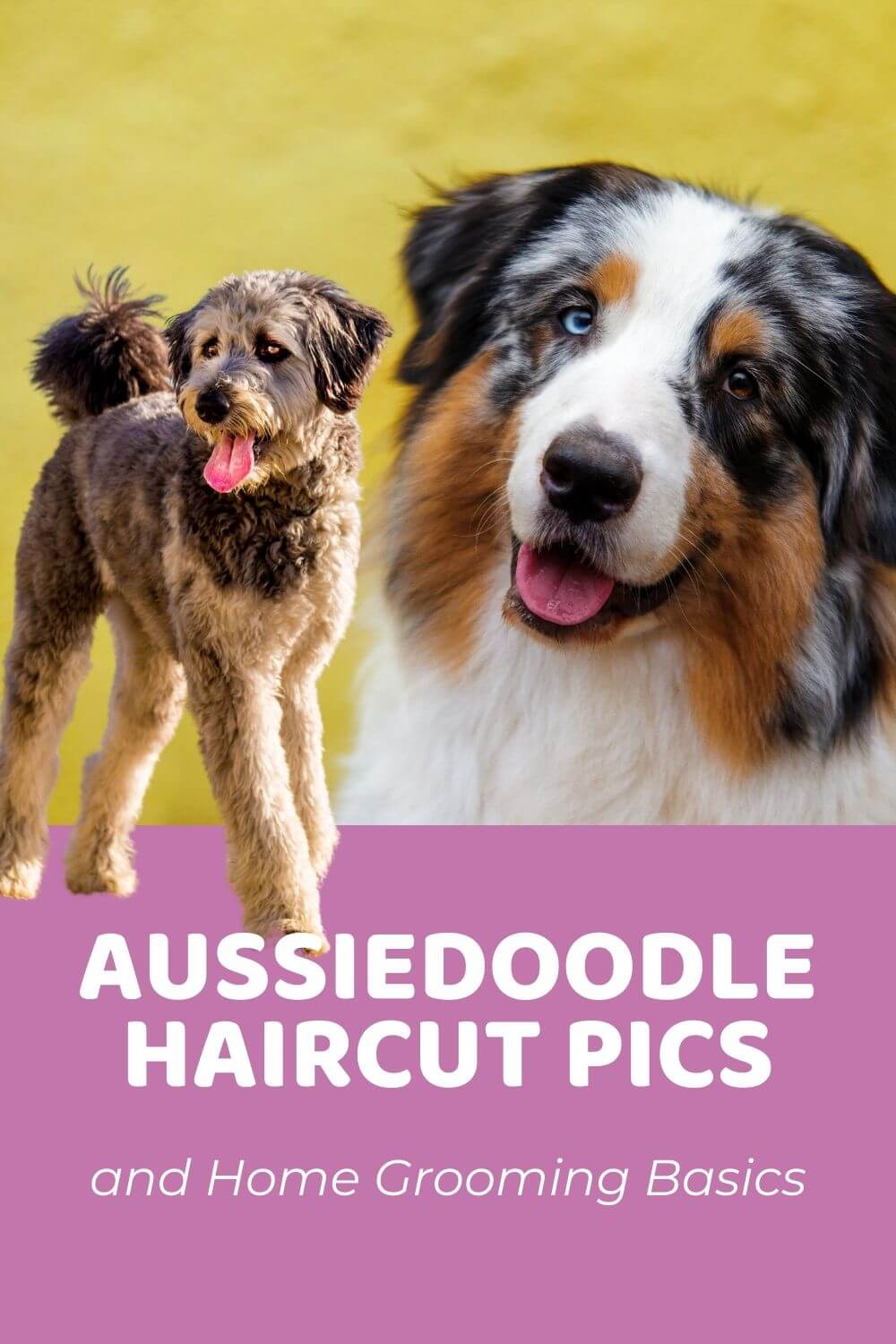 Top 5 Aussiedoodle Haircuts (With Pictures) and Home Grooming Tips (1)