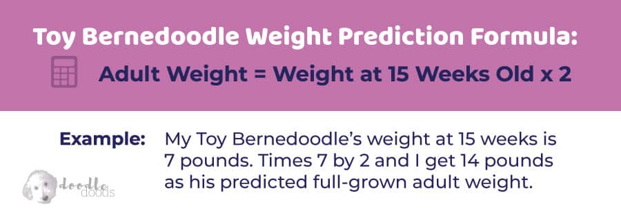 Toy Bernedoodle Size and Weight Formula