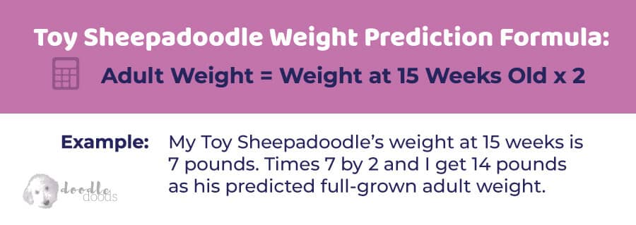Toy  Sheepadoodle Size Formula