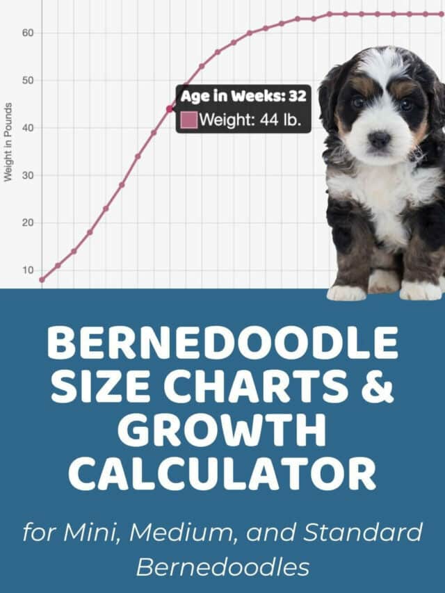 Bernedoodle Size Chart and Weight Calculator