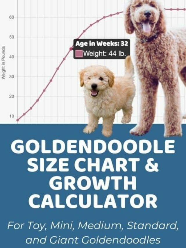Goldendoodle Size Chart and Weight Calculator