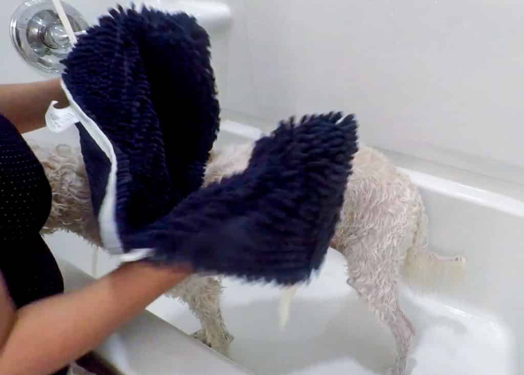 how to bathe a Doodle - dog towel