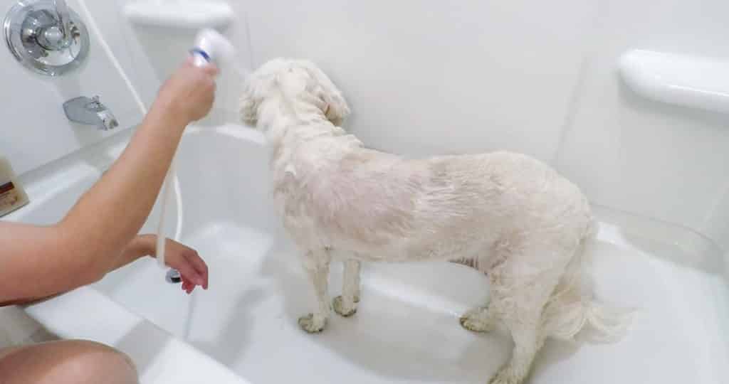 How to bathe a Doodle - Rinsing