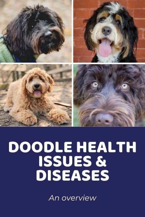 An Overview of Doodle Health Issues and Diseases