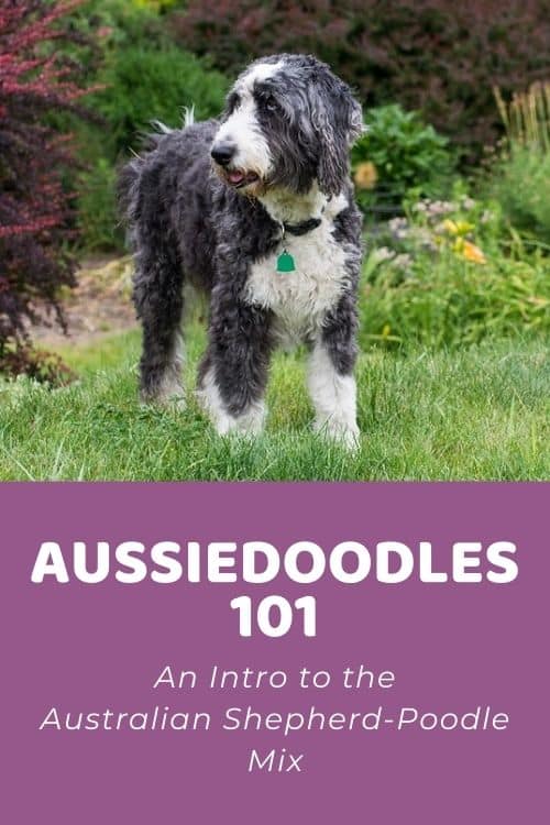 Aussiedoodle 101 An Intro to the Australian Shepherd-Poodle Mix