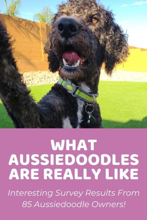 Aussiedoodle Temperament 85+ Aussiedoodle Parents Share What They're REALLY Like!