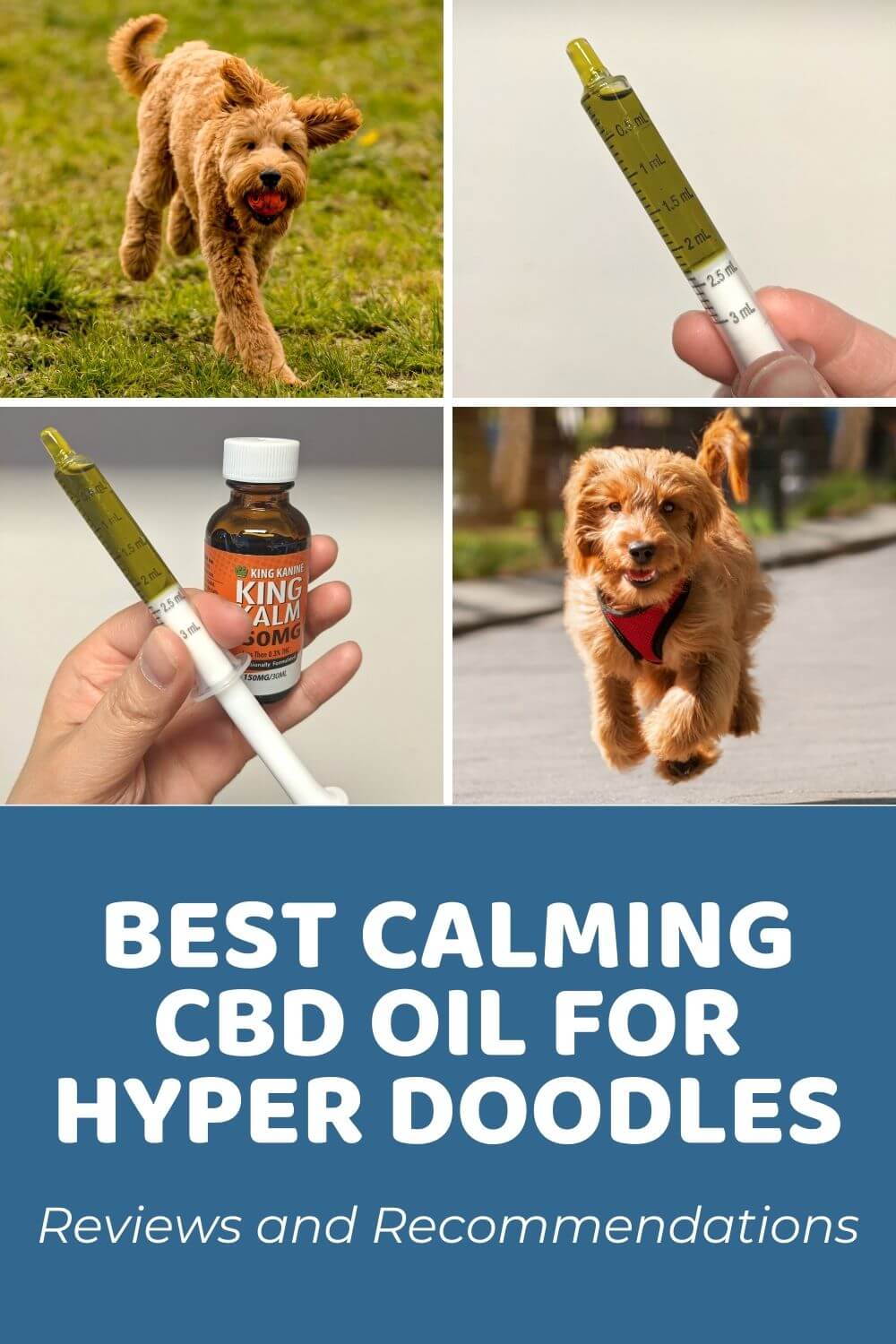 Best Calming CBD Oil for Hyper Dogs_ 4 Reviews and Recommendations