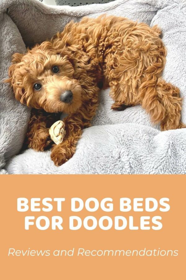 Best Dog Beds for Goldendoodles (& All Other Doodles) [Updated 2022]