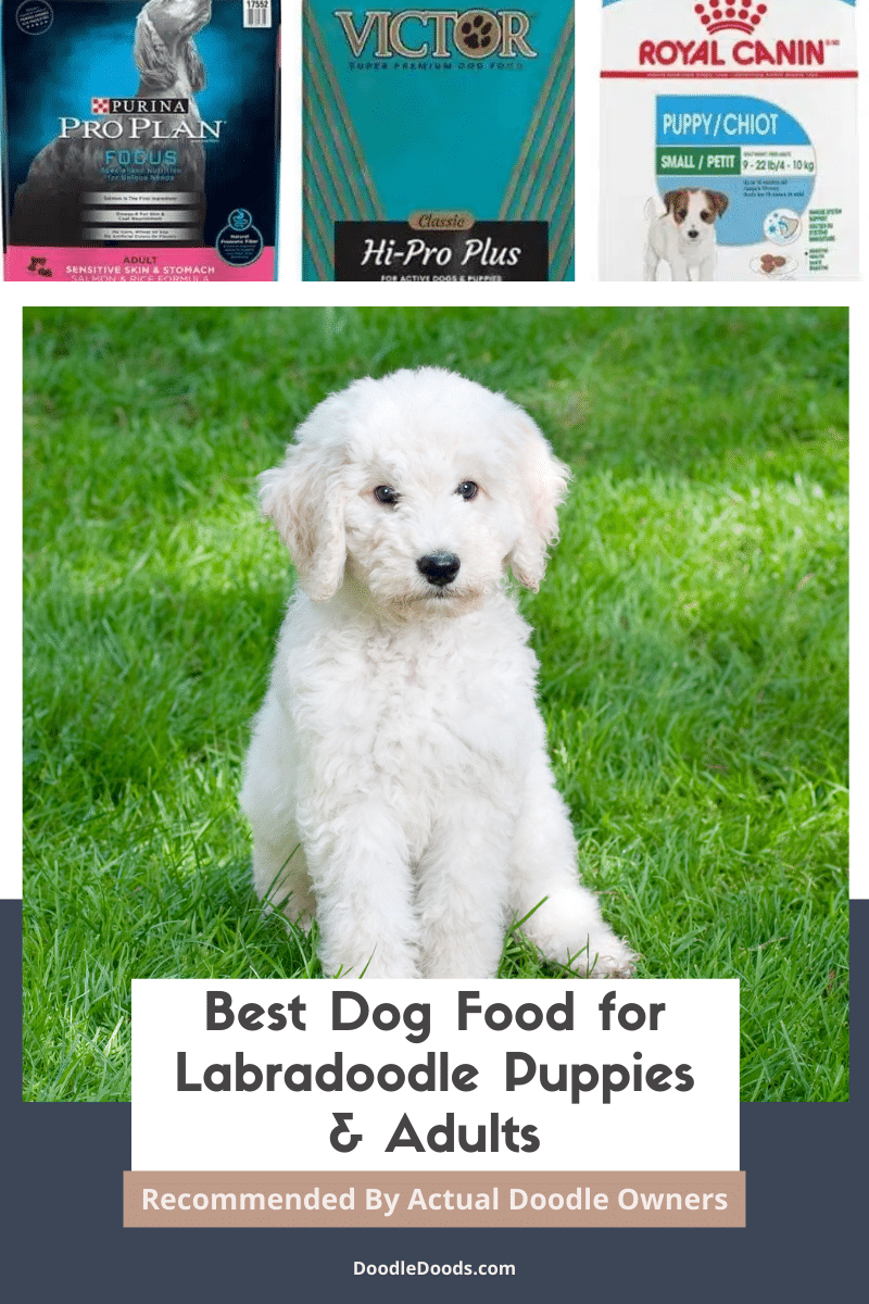 Best Dog Food For Labradoodle Puppies & Adults