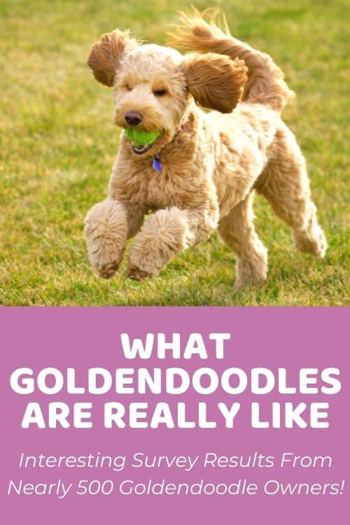 Goldendoodle Temperament 480+ Goldendoodle Parents Share What They're REALLY Like