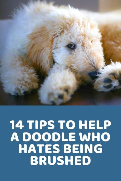 Help! Dog HATES Being Brushed! 14 Tips to Help Doodle Owners