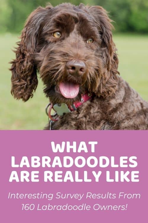 Labradoodle Temperament 160+ Labradoodle Parents Share What They're REALLY Like!