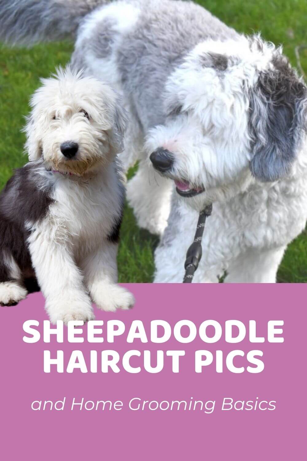 Sheepadoodle Grooming Haircut Pics and Home Grooming Basics