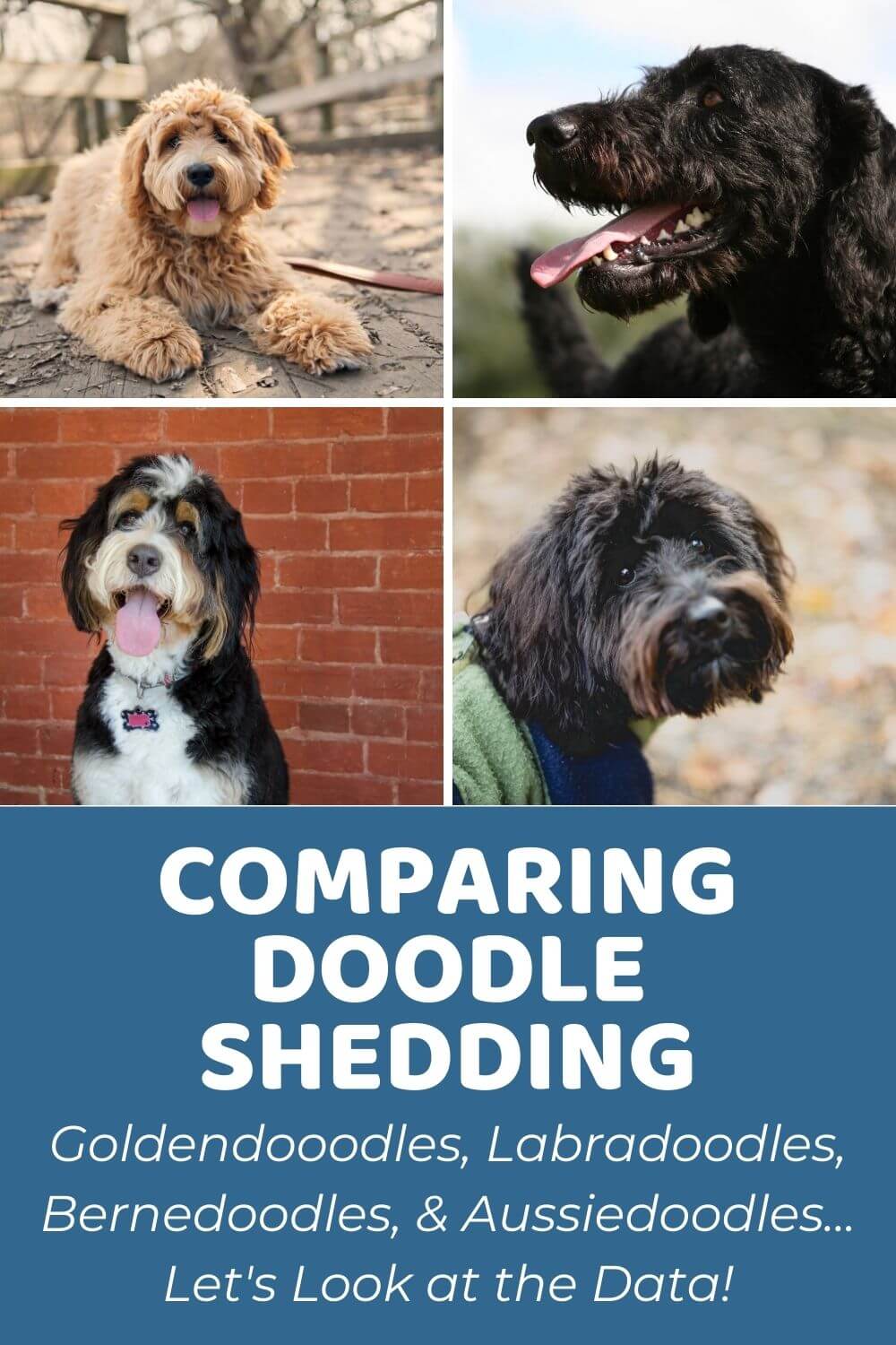 Top Hypoallergenic Dogs - Let's Compare Doodles (With Data)!