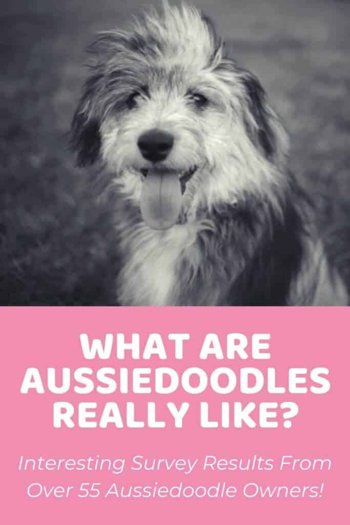 What Aussiedoodles are REALLY Like!