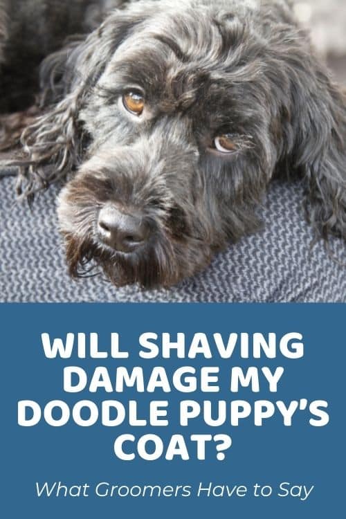 Will Shaving Damage My Doodle Puppy’s Coat