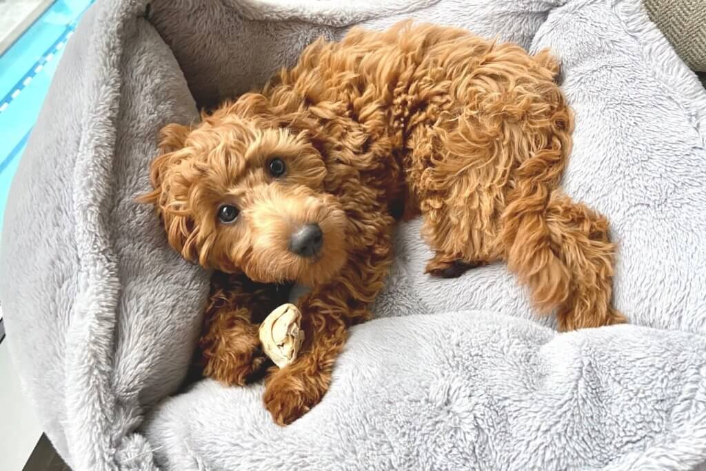 best dog beds for goldendoodles