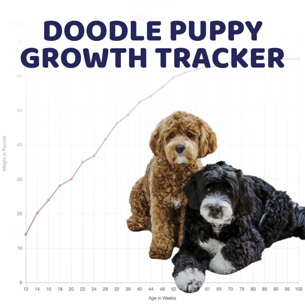 Doodle Puppy Growth Tracker - Doodle Doods