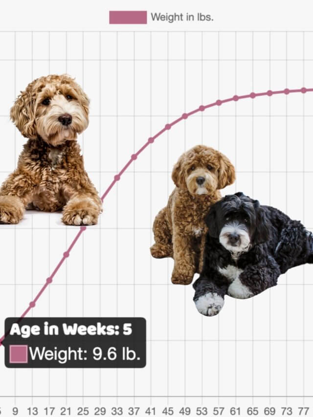 Doodle Puppy Weight Calculator and Growth Charts