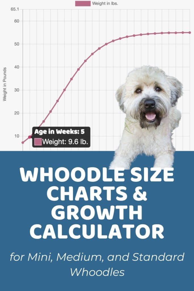 Whoodle Size Chart for Miniature, Medium, and Standard Whoodles
