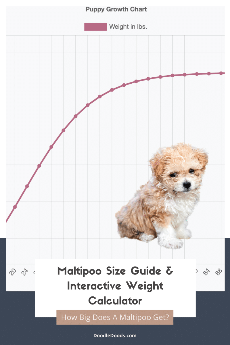 Maltipoo Size Guide