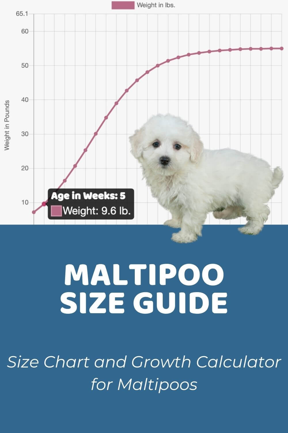 Maltipoo Size Guide_ How Big Do Maltipoos Get