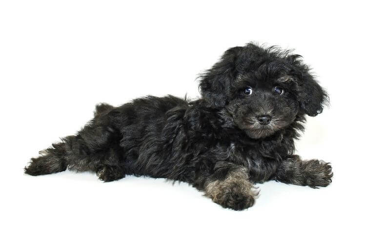 Maltipoo 101: An Intro to the Maltese-Poodle Mix - Doodle Doods