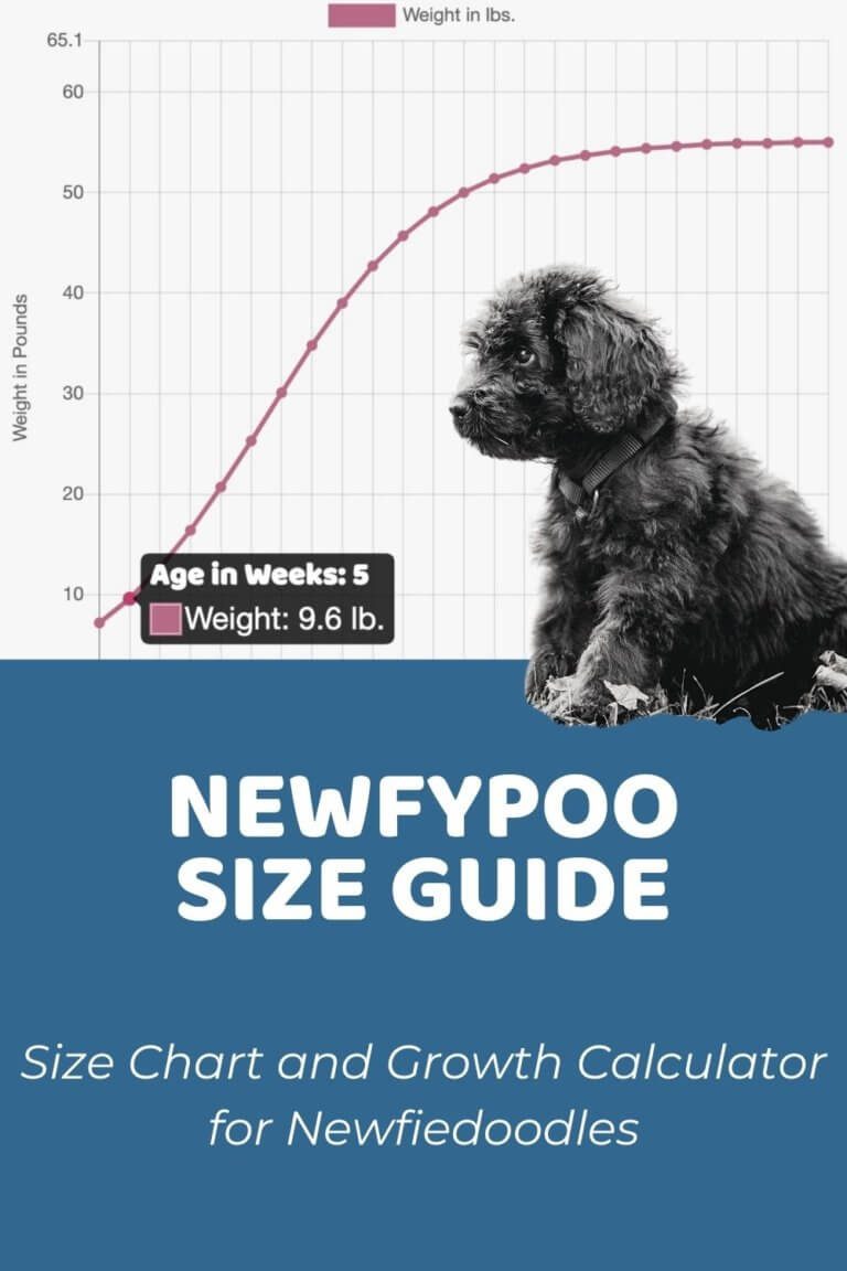 Newfypoo Size Guide: Size Chart and Growth Calculator for Newfiedoodles